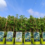 Hortenzia popínavá (Hydrangea anomala petiolaris) - výška 40-60 cm, kont. C2L